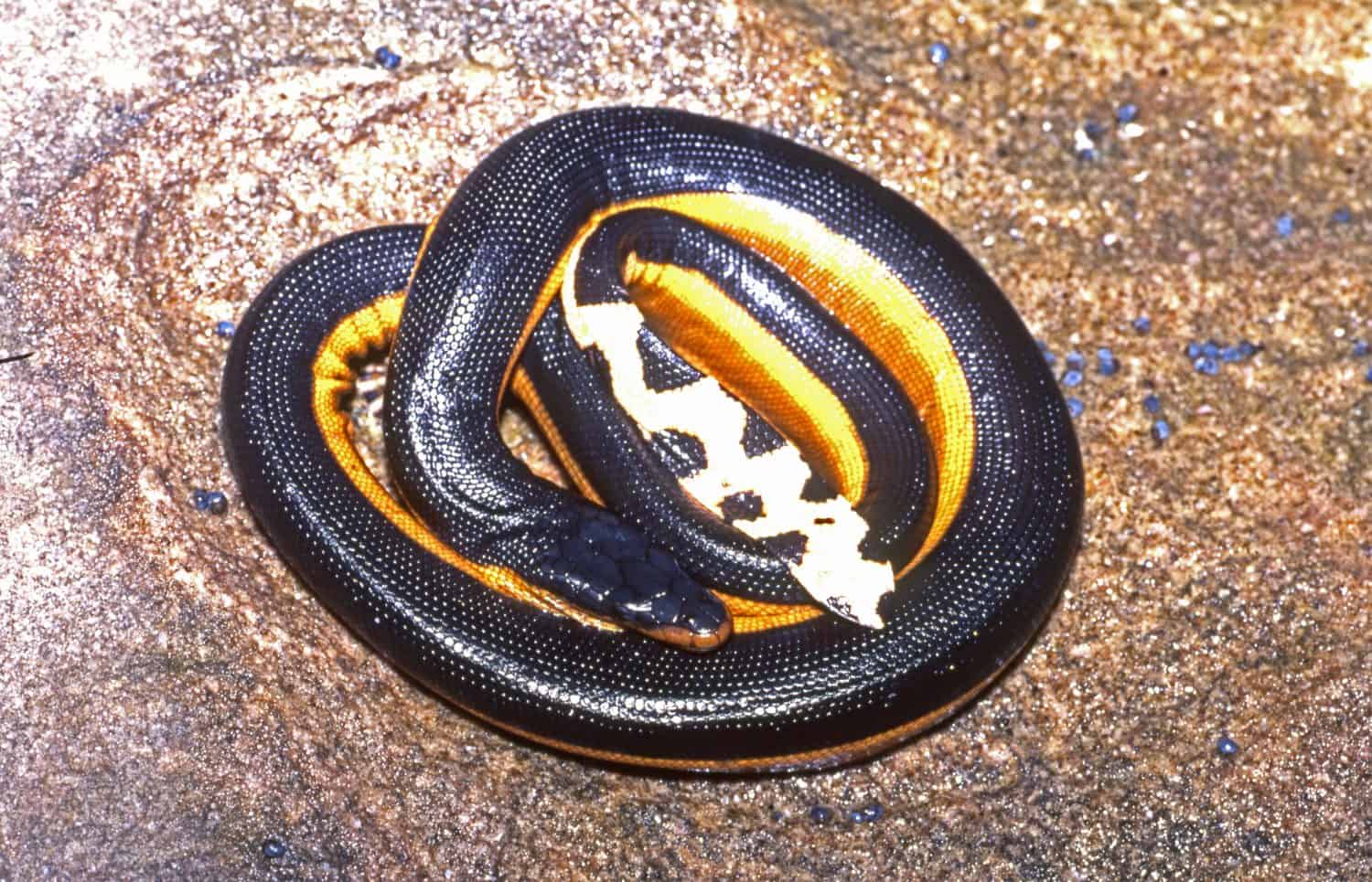 Yellow-bellied Sea Snake curled up