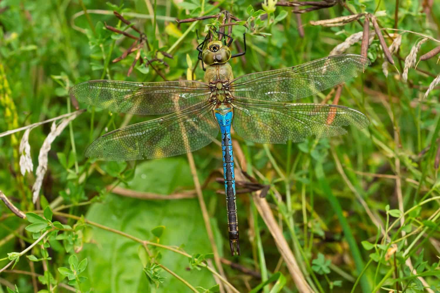 A male Common Green Darner Dragonfly is clinging to invasive Dog Strangling Vine. Taylor Creek Park, Toronto, Ontario, Canada.