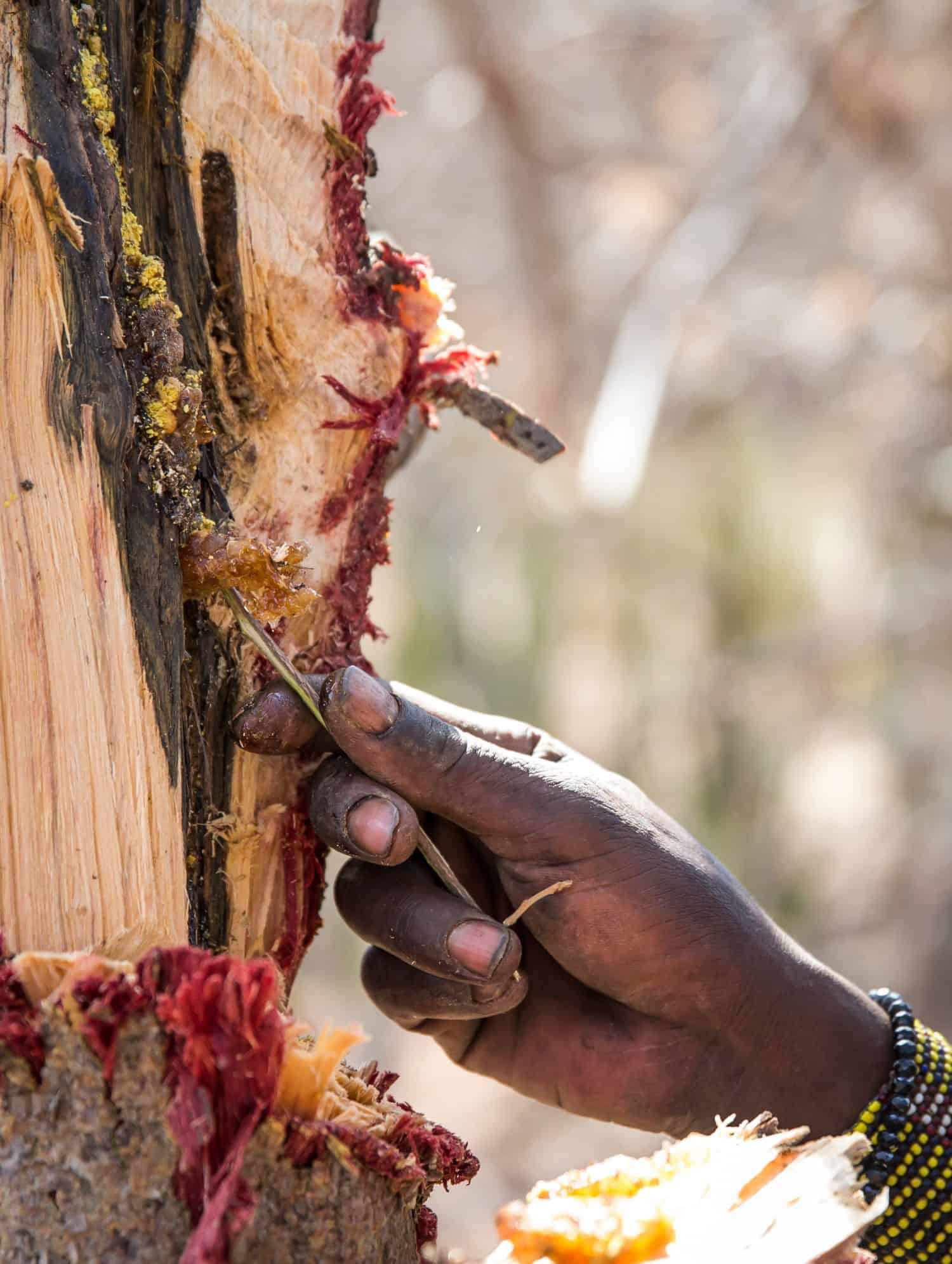 hadzabe man picking honey out of a tree