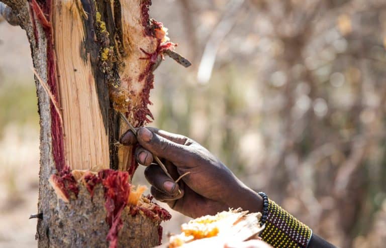 hadzabe man picking honey out of a tree