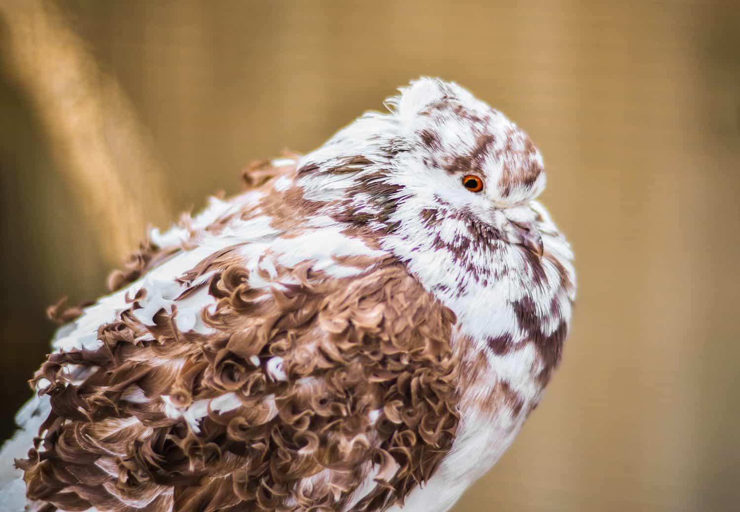 Yellow frillback, curly pigeon breed, domestic bird, curly feathers