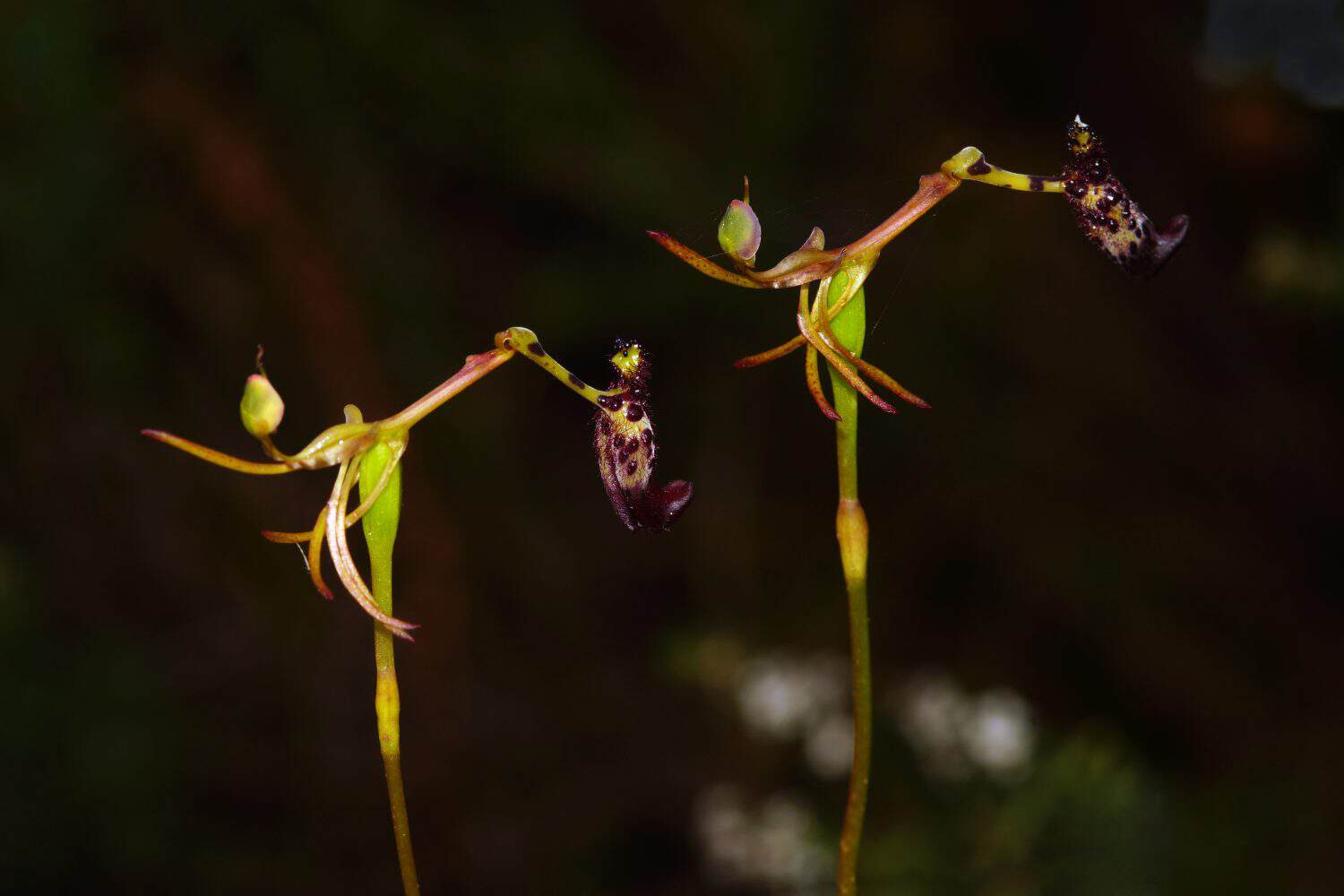 Two flowers of the rare Warty Hammer Orchid, Drakaea livida, an endemic wildflower orchid species growing in spring in Southwest Western Australia