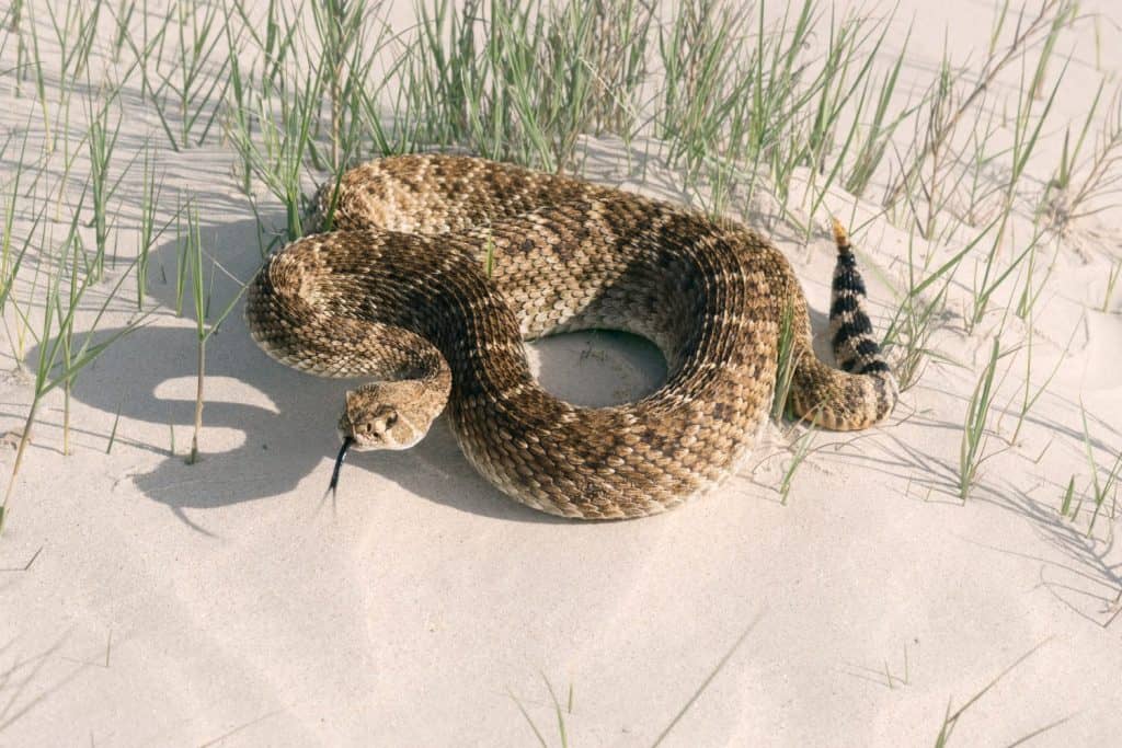 Western diamondback rattlesnake (Crotalus atrox) with its tongue hanging out lies on the sand. Gulf of Mexico, Texas, USA