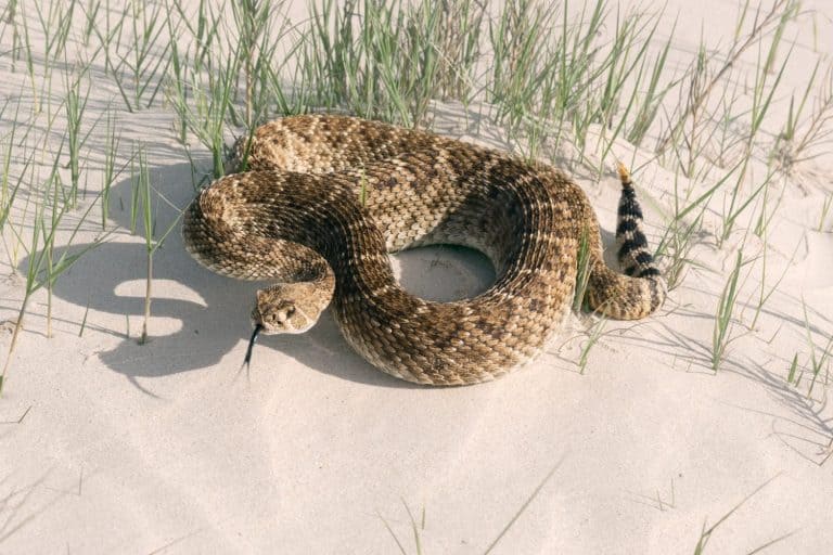 Rattlesnake