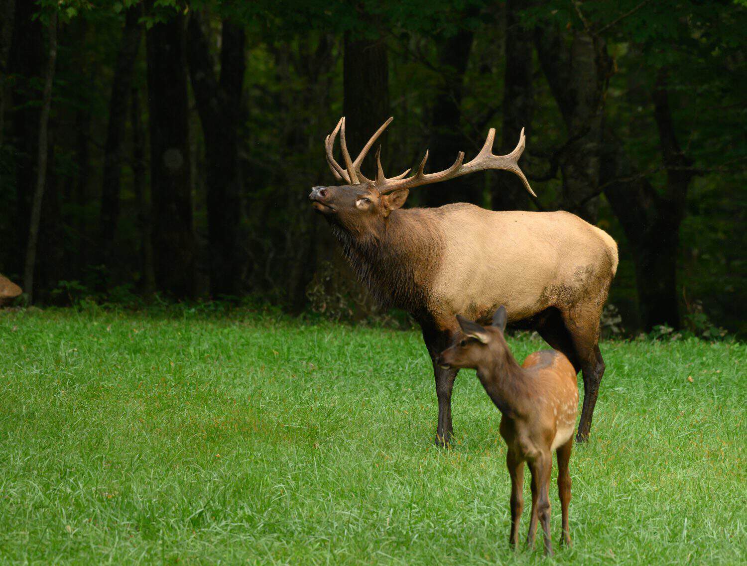 Bull Elk Sniffs The Air behind young elk calf