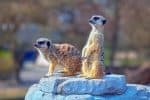 Meerkat