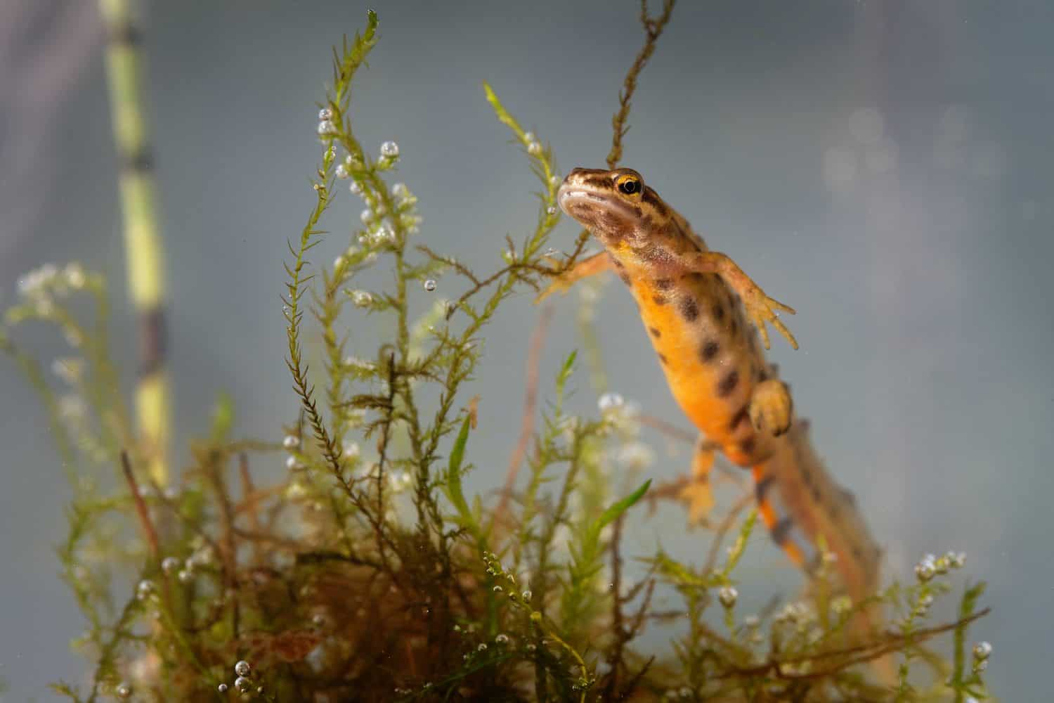 Smooth Newt - Lissotriton vulgaris or Triturus vulgaris captured under water in the small lagoon, small amphibian animal in the water. 