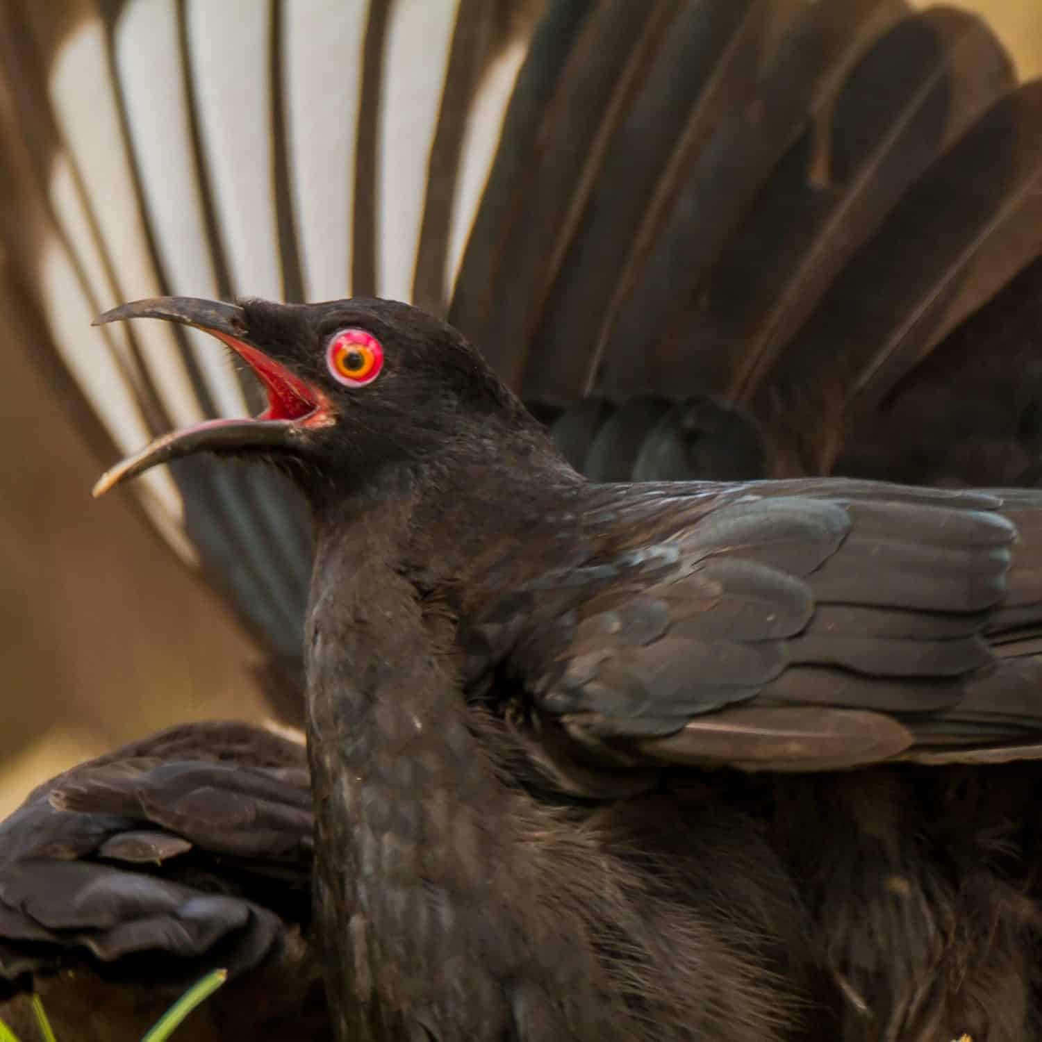 A family group of White-winged Chough in Australia