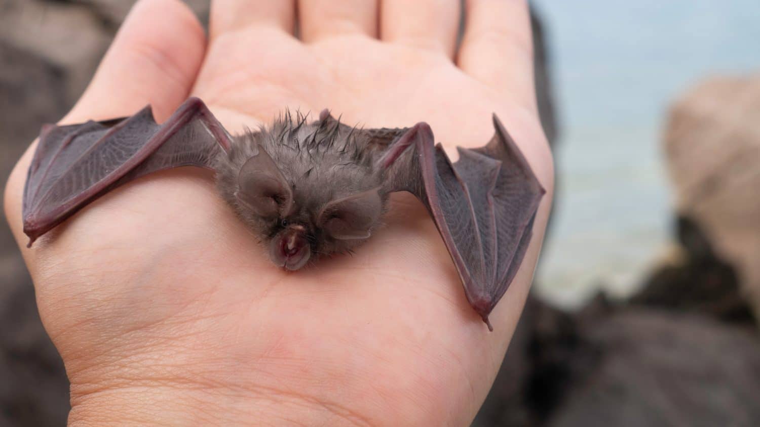 Baby bat i the woman's hand - The Egyptian slit-faced bat, Nycteris thebaican.
