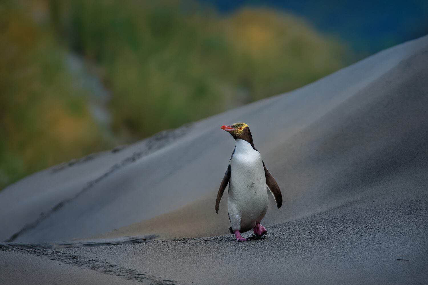 Yellow-eyed penguin - hoiho - Megadyptes antipodes, breeds along the eastern and south-eastern coastlines of the South Island of New Zealand, Stewart Island, Auckland Islands, Campbell Islands.