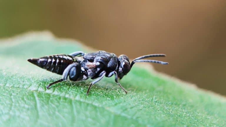 Photo of a balck Pteromalidae chalcidoidea