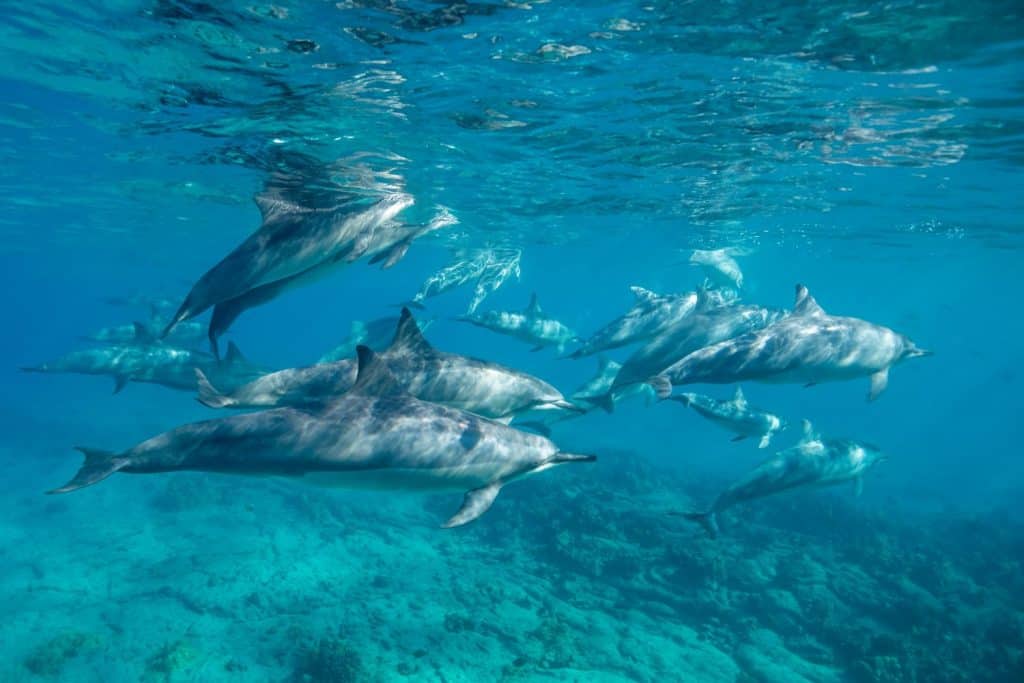 Hawaiian spinner dolphins in shallow water, Big Island, Hawaii.