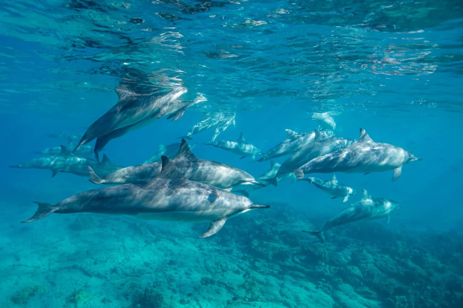 Hawaiian spinner dolphins in shallow water, Big Island, Hawaii.