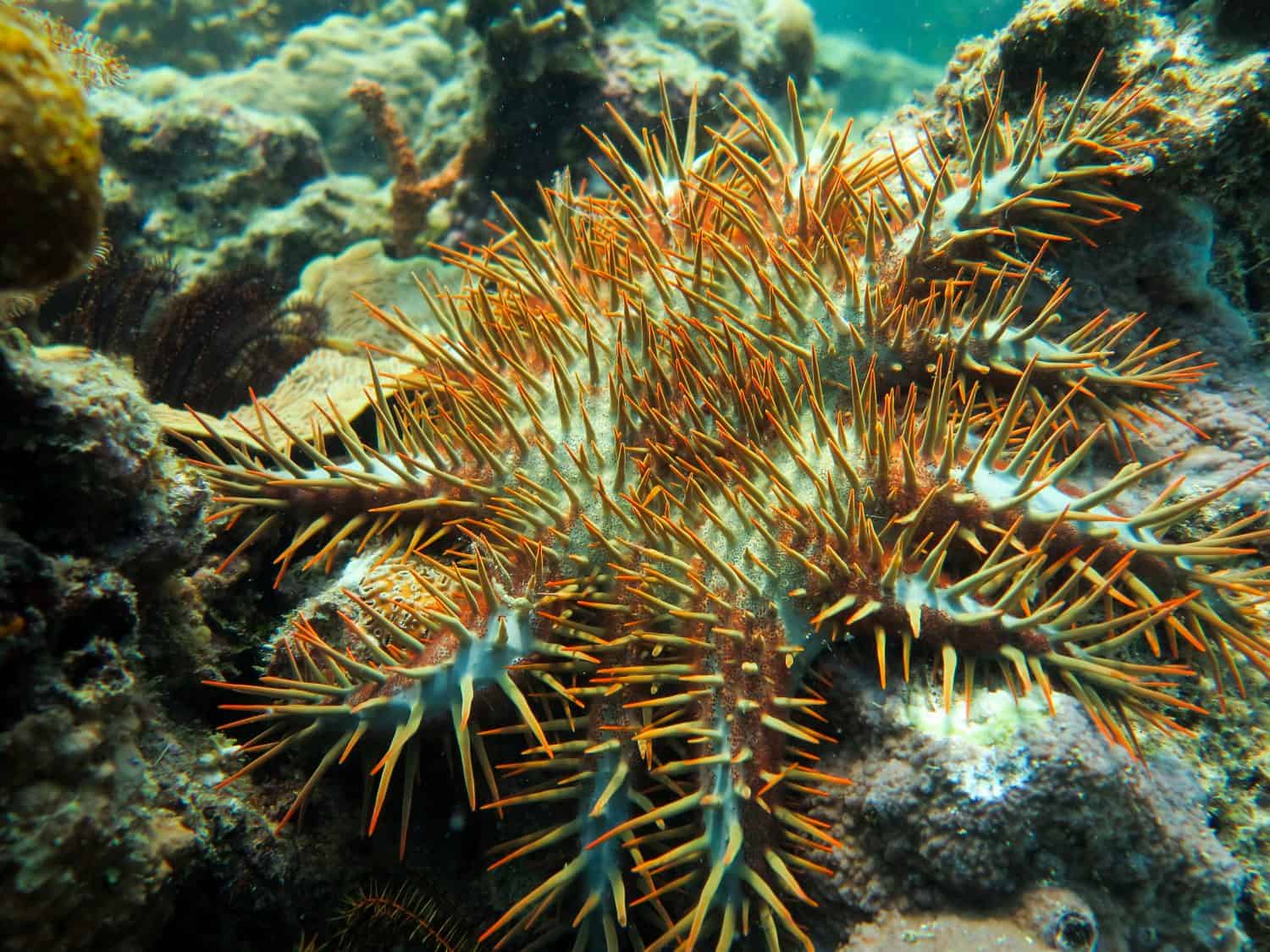 Crown Of Thorns Starfish, Acanthaster Planci on a hard coral in the sea of Derawan Island, Berau Regency, East Kalimantan, Indonesia