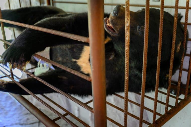 Bear in a cage in captivity taking bile - illegal farm.