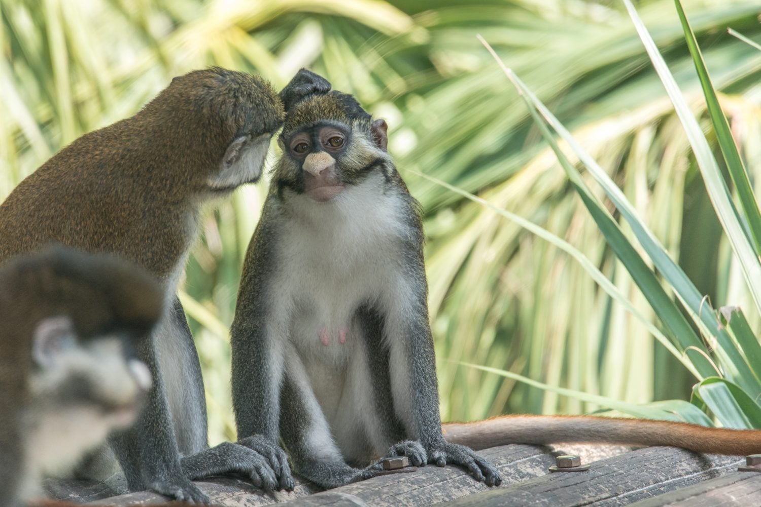 Grooming ritual during COVID-19 by BLACK-CHEEKED WHITE NOSE MONKEYS.
