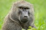Baboons