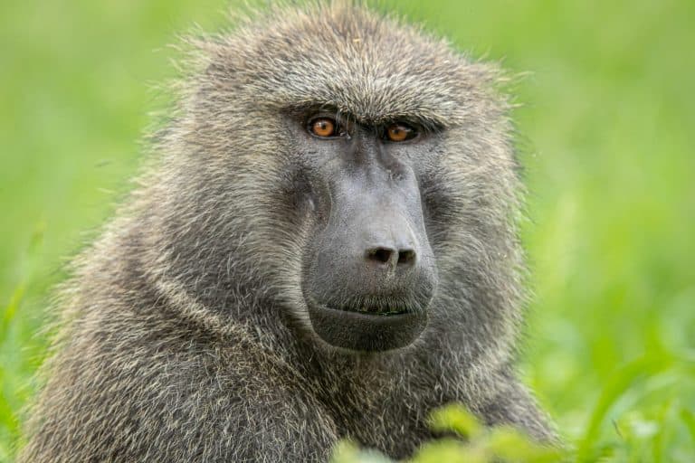 Baboon