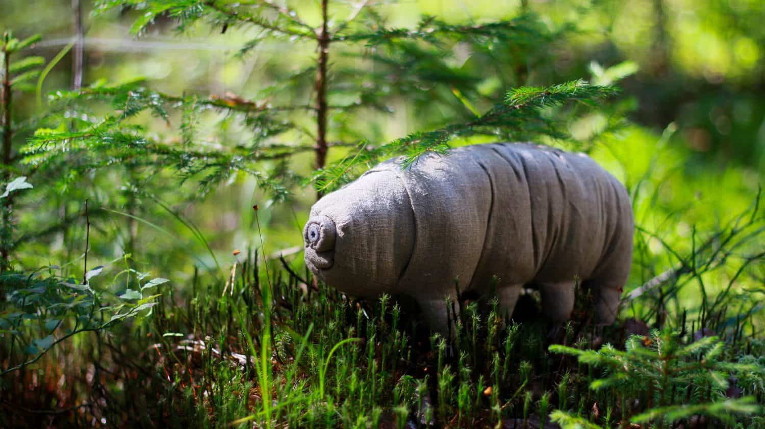 tardigrade in the wild forest