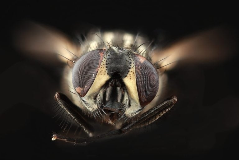Domestic Fly, Musca Domestica Isolated on Black Background