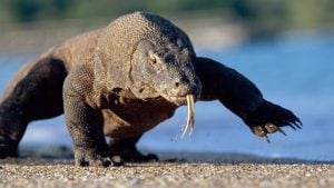 Komodo dragons walking along the coast