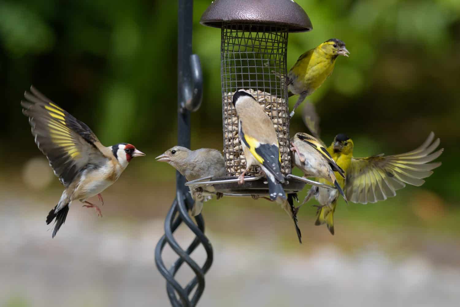 Rush Hour on a Bird Feeder