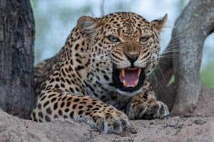 An angry Leopard seen snarling at a hyena on a safari in South Africa
