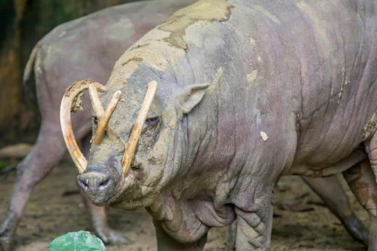 a male Buru babirusa stands alone. It is a wild pig-like animal native to the Indonesian islands of Buru, also called deer-pigs. Babirusa are notable for the long upper canines in the males.