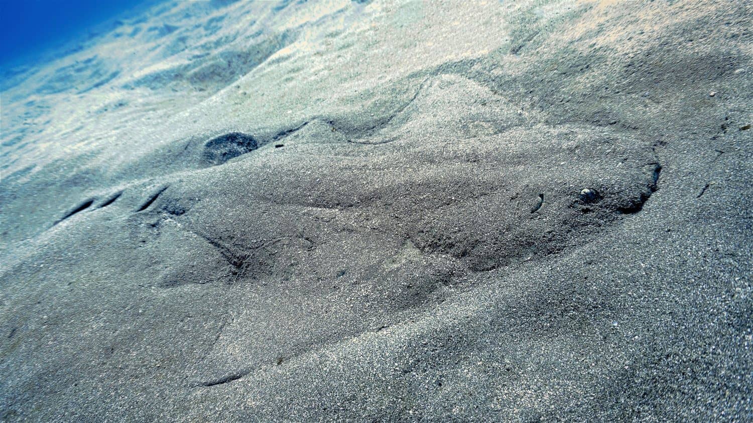 Underwater photo of Angel shark. From a scuba dive off the coast of the island Tenerife in the Atlantic ocean.