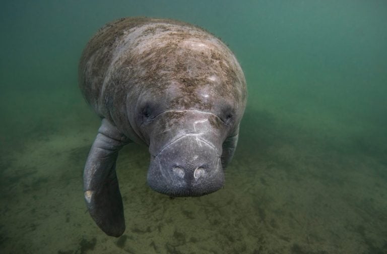 Manatee