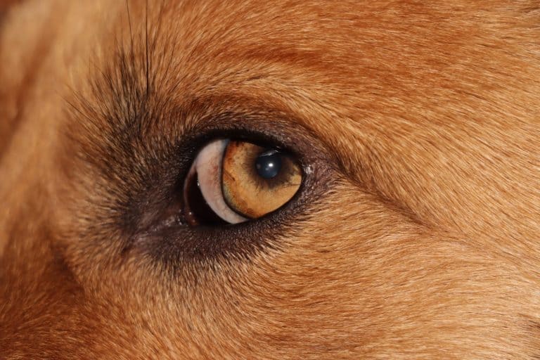 Red dog eye closeup cute