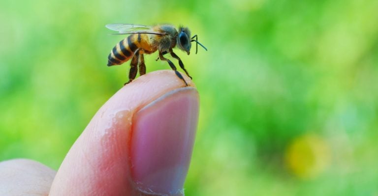 Bees on the fingers. Woman holding honeybee on blurred background