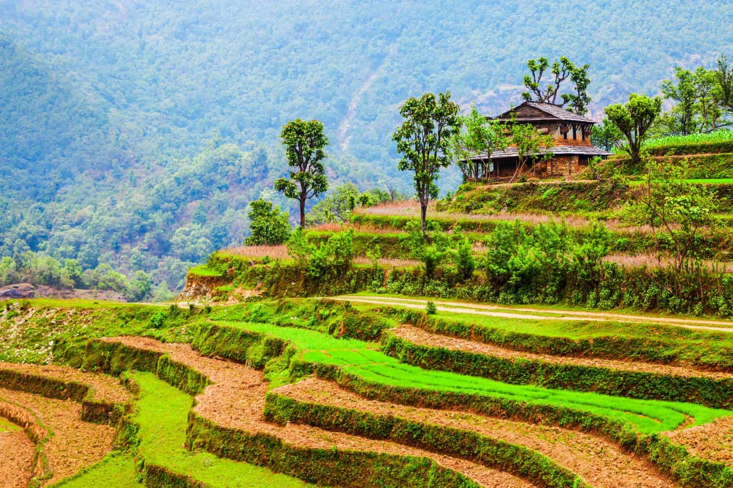 Beauty terraced rice field landscape near Pokhara city in Nepal