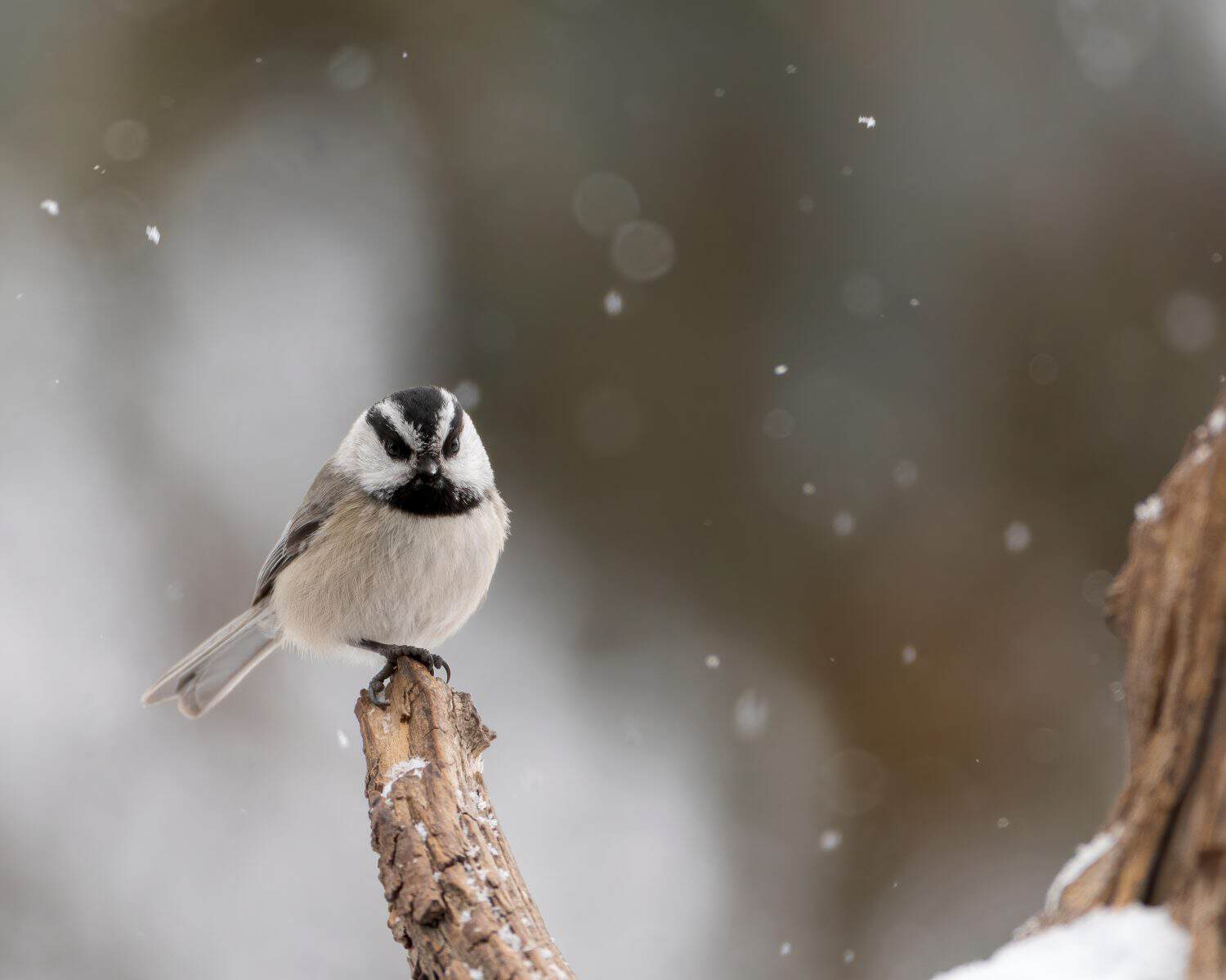 A mountain chickadee (Poecile gambeli) amid a light snow in Wyoming