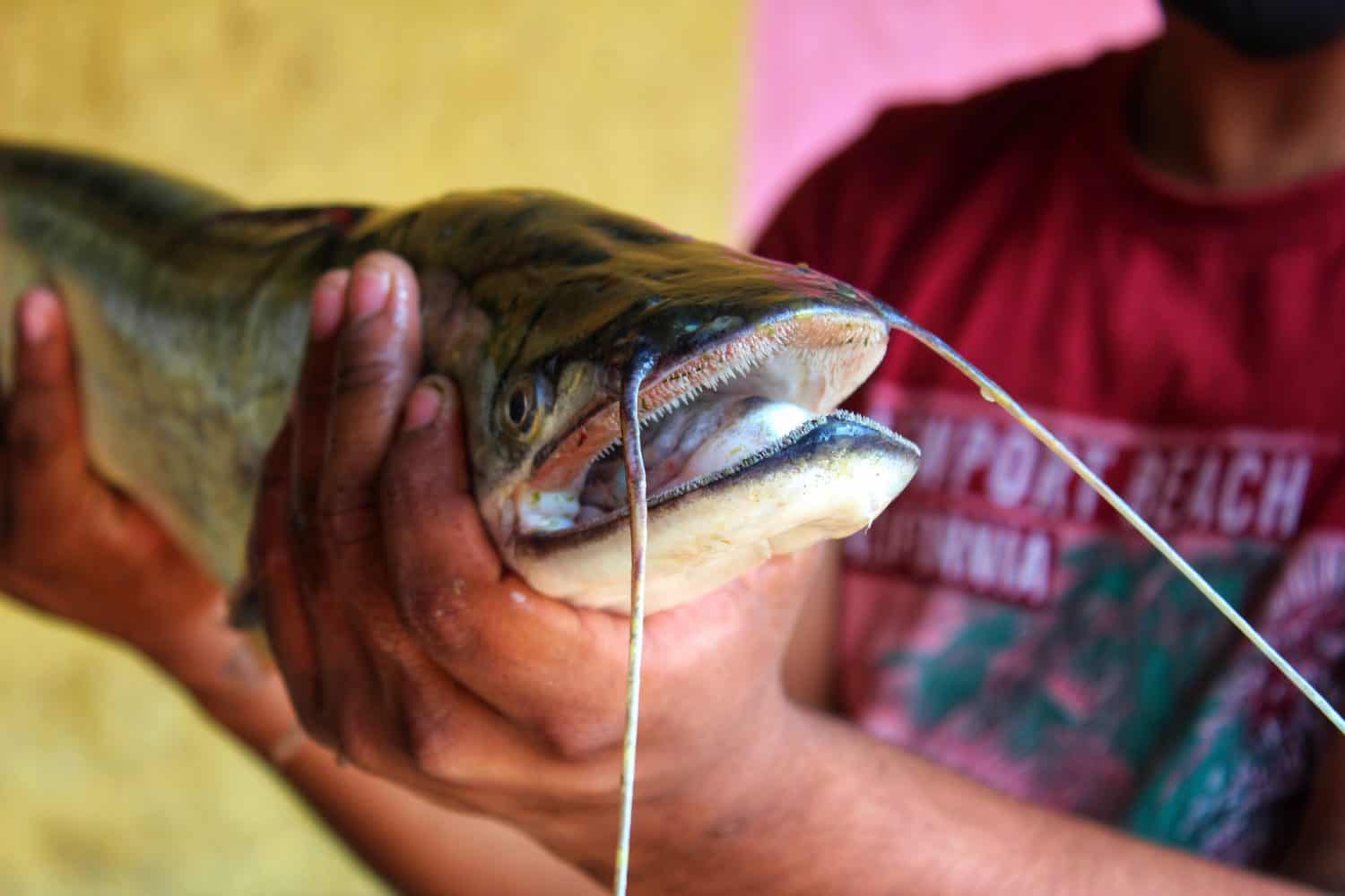big wallago attu fish in hand giant river monster catfish in hand