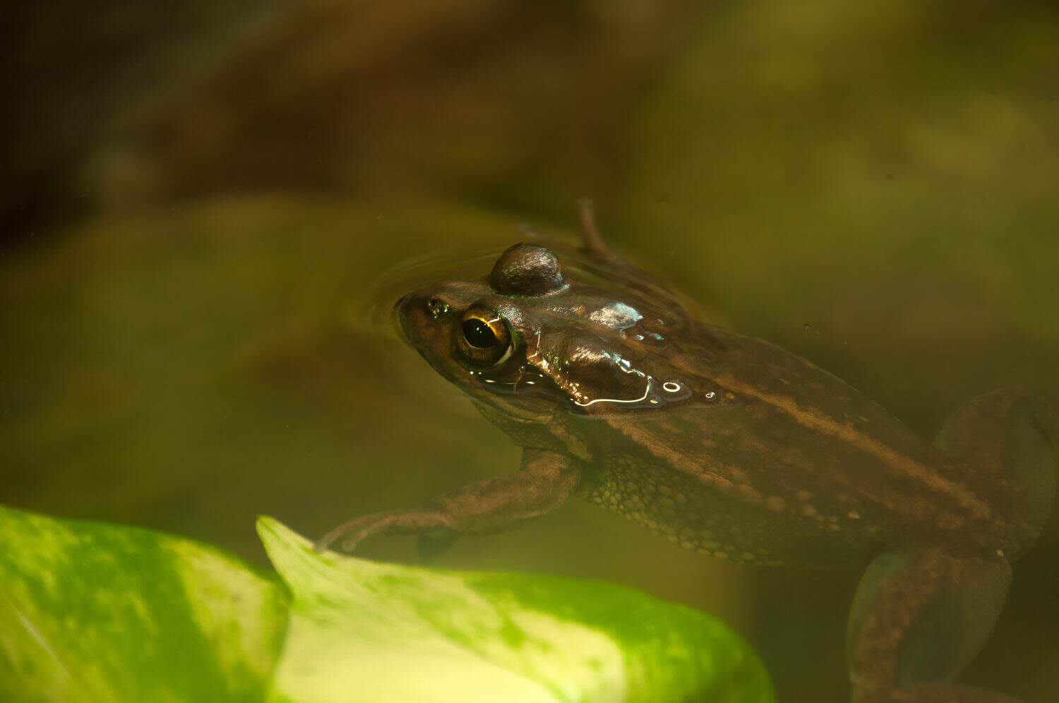 Sydney Australia, yellow-spotted bell frog is a critically endangered endemic to southeastern Australia