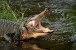 American alligator