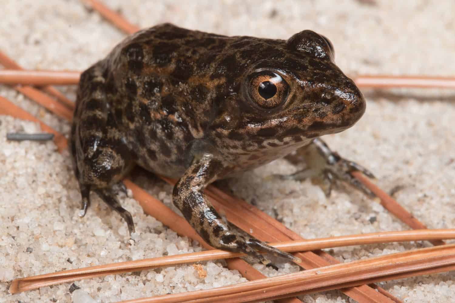 The Endangered Gopher Frog, Rana capito