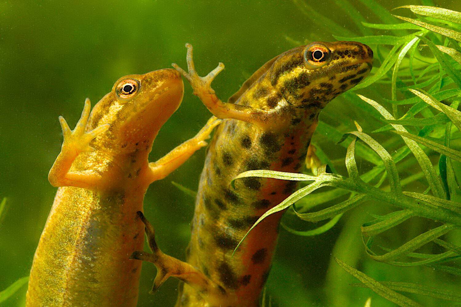 Cute picture of couple of Triturus vulgaris or smooth newt close up of heads and fronts parallel in a vertical position under water with plants