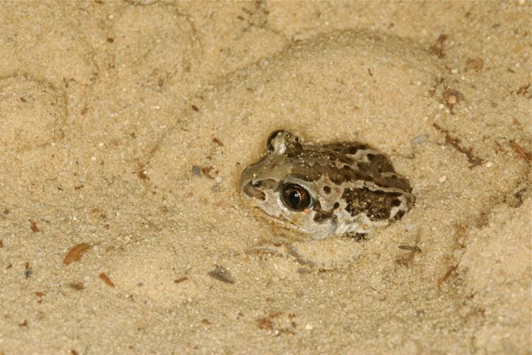 Common spadefoot toad or Pelobates fuscus nearly entirely dug into dune sand the thinner the sand the easier it is to dig in