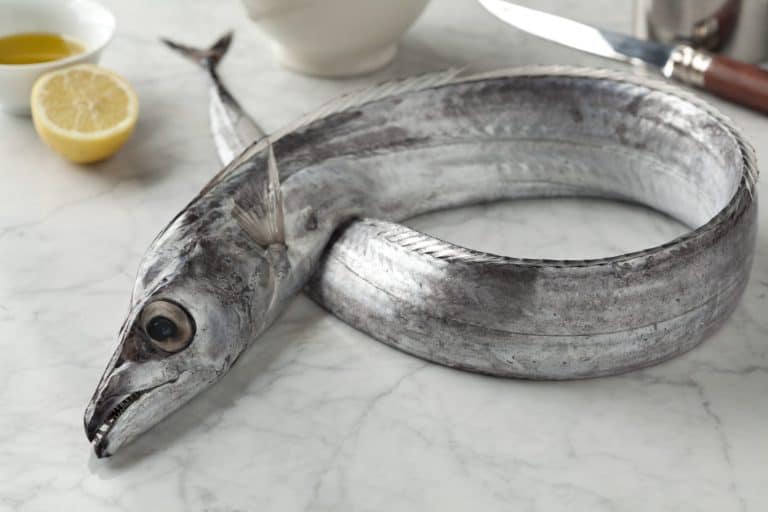 Single fresh raw whole Beltfish on the table