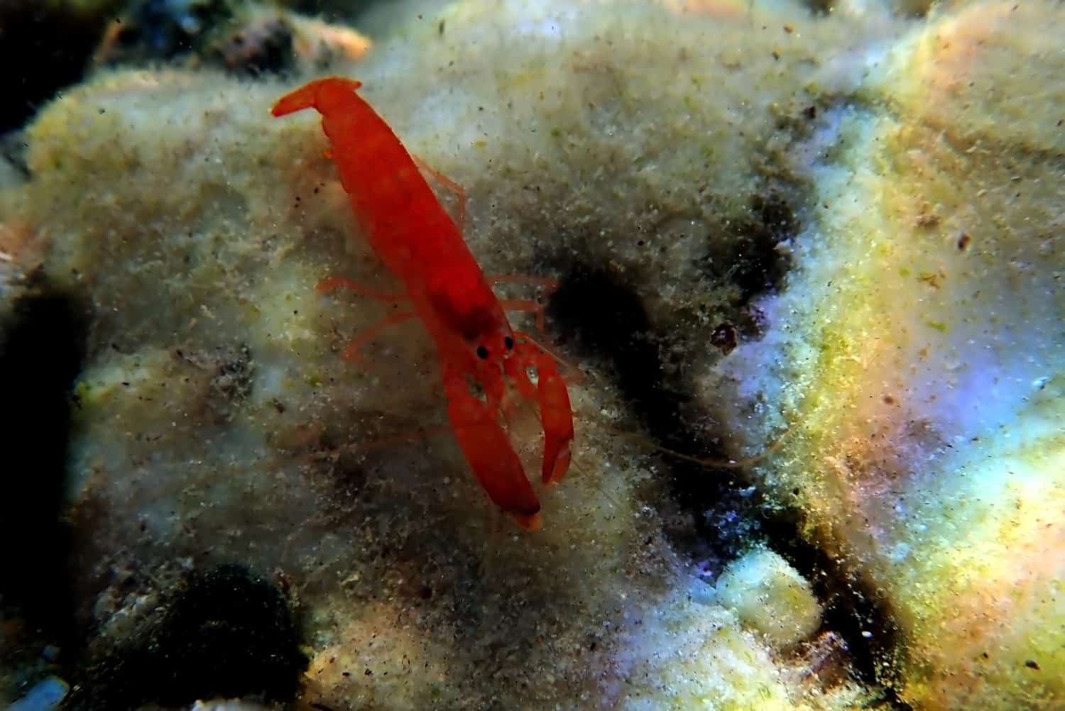 Red pistol snapping shrimp - Alpheus macrocheles