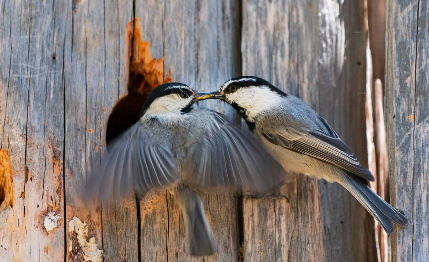 Courtship behavior in a mated Mountain Chickadees in the Sierra Nevada. The wnigs of the female quiver while the male feeds her. They are at the nest cavity in a weathered trunk of a red fir tree.