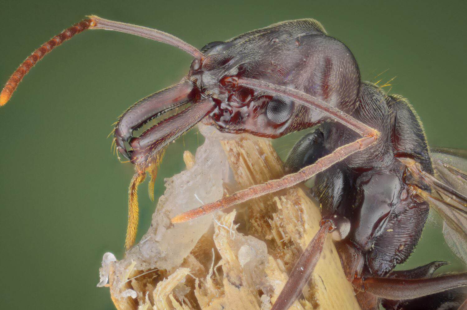 head of a trap-jaw ant