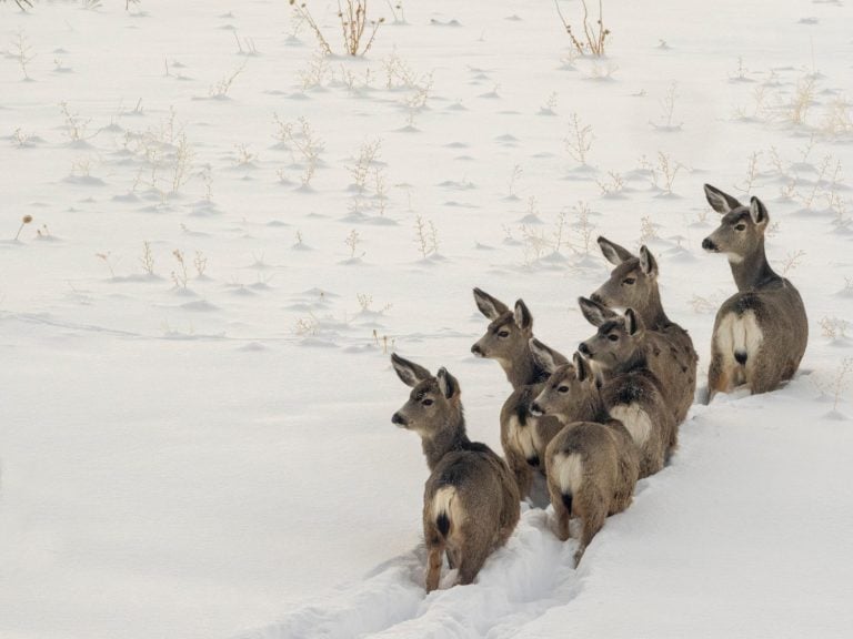 Herd of mule deer in winter, Teton Valley, Driggs, Idaho
