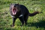 Tasmanian devil