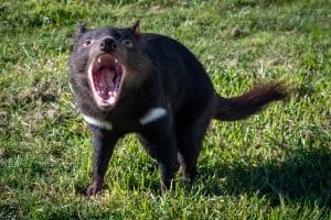 Tasmanian Devil Open Wide Mouth