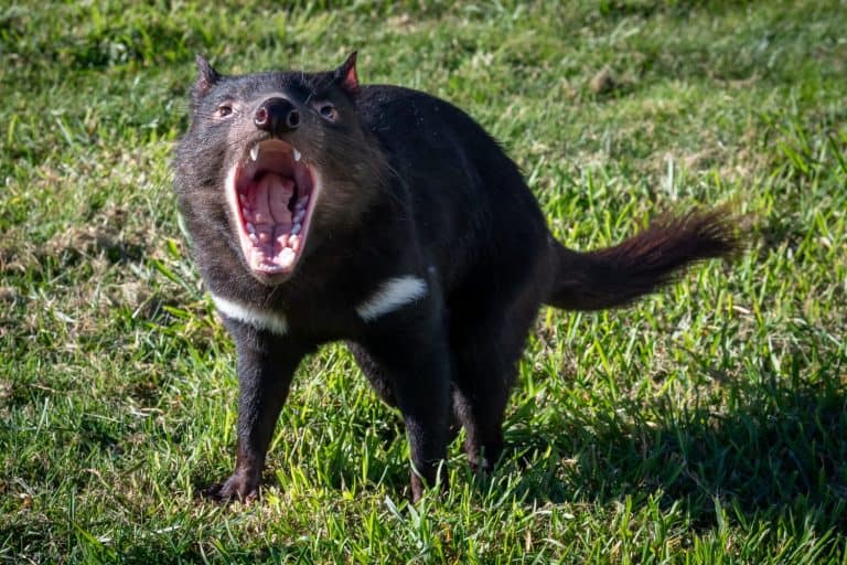 Tasmanian Devil