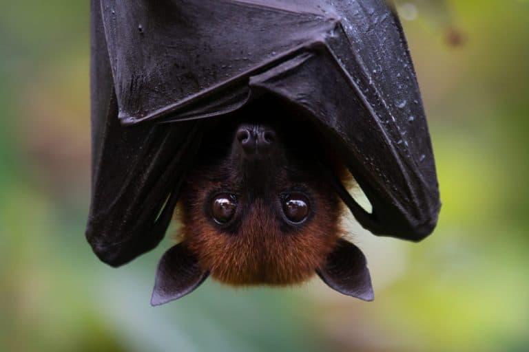 Bat