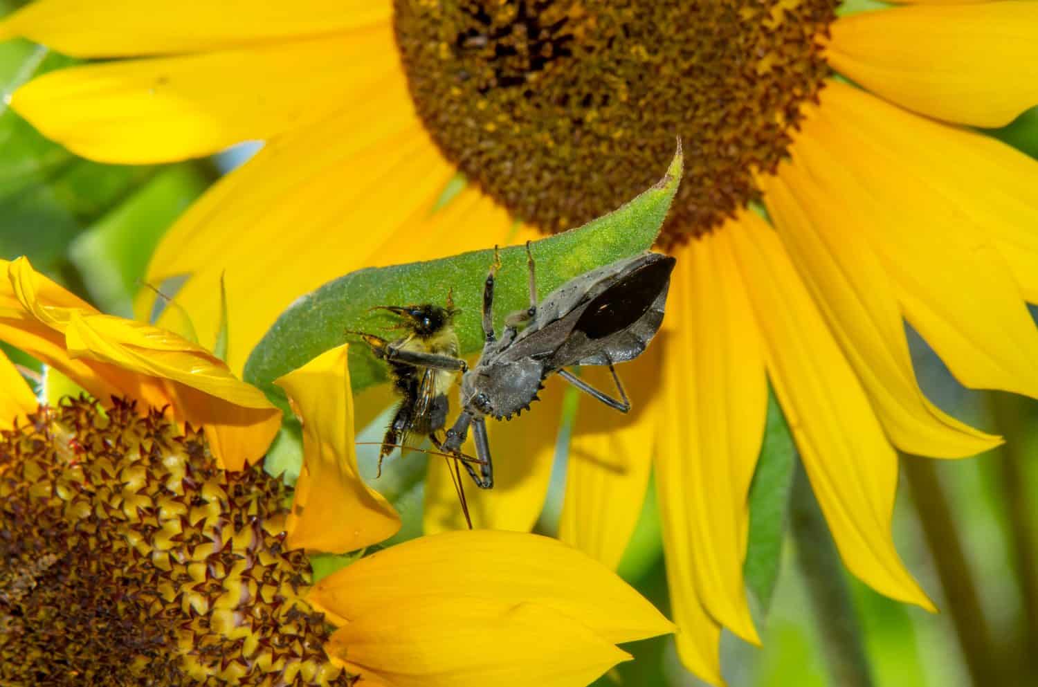 An adult assassin bug (also called a wheel bug or a kissing bug) with a captive bumble bee impaled upon its needle-sharp proboscis. The assassin bug and bumble bee were on a giant sunflower bloom.